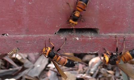 Ученые выяснили, зачем гигантские шершни перед нападением на пчелиный улей трутся об него брюшком