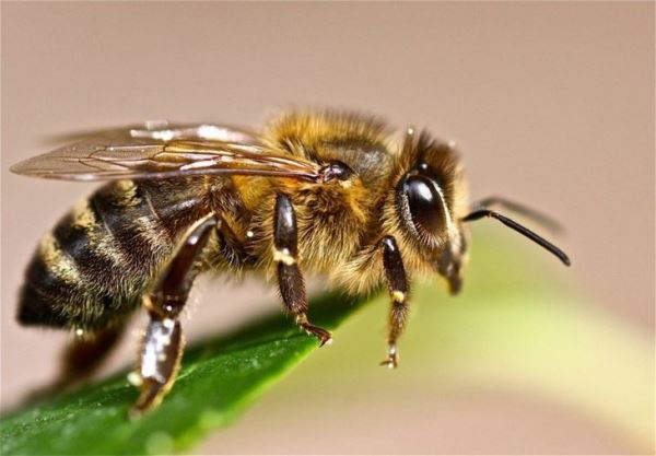 Утверждены новые Ветеринарные правила содержания медоносных пчел