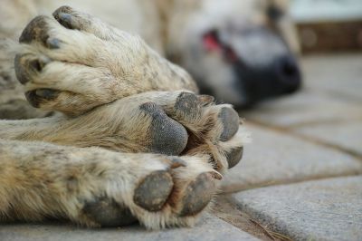 В Якутске после нападения стаи собак умерла женщина - новости экологии на ECOportal
