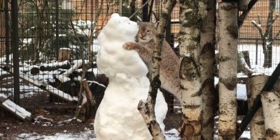 В Калининградском зоопарке рысь подружилась со снеговиком / Видео - новости экологии на ECOportal