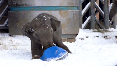 В Московском зоопарке слоны вышли играть в снежки / Видео - новости экологии на ECOportal