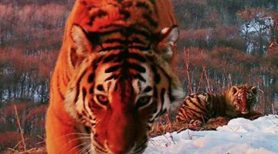 В Приморье проверяют видео, на котором неизвестные преследуют тигра - новости экологии на ECOportal