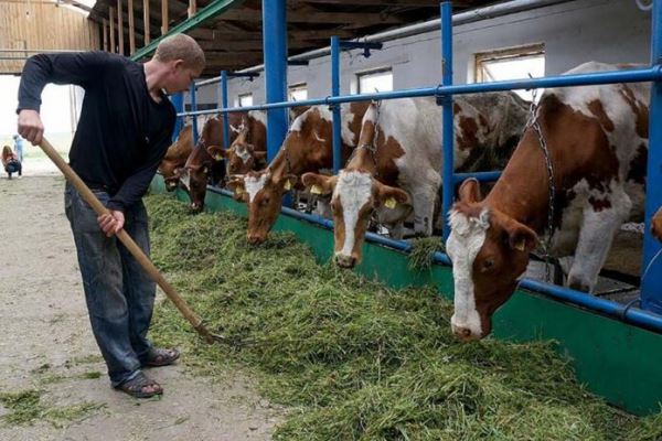 В России начались торги животными через электронный сервис “Скотный Двор”